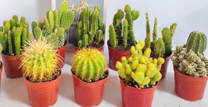 Кактус микс 9 10