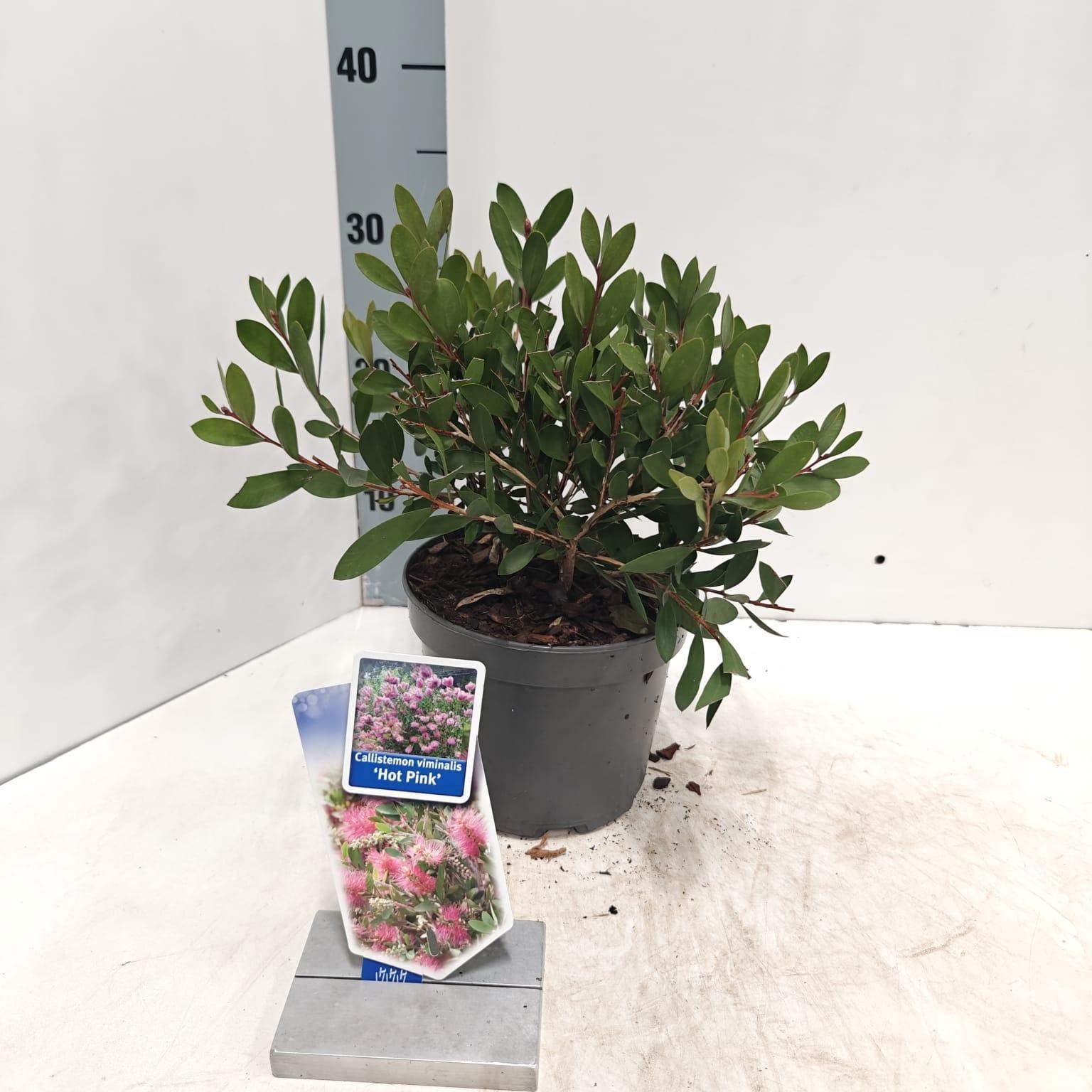 Callistemon viminalis HOT PINK ('Kko1'PBR), D 17