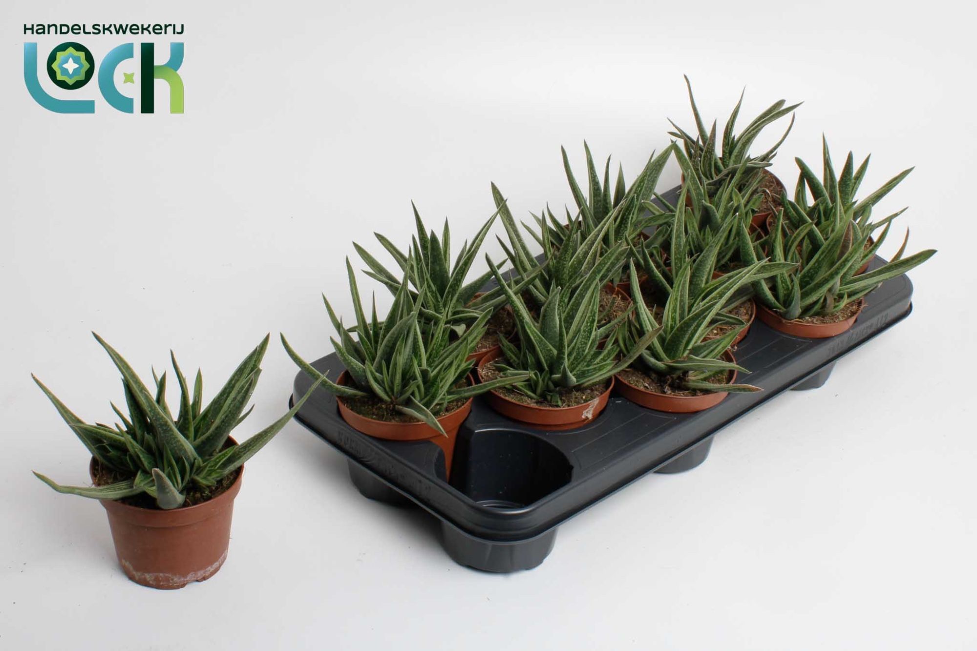 Gasteria Doreen, D 10,5 cm