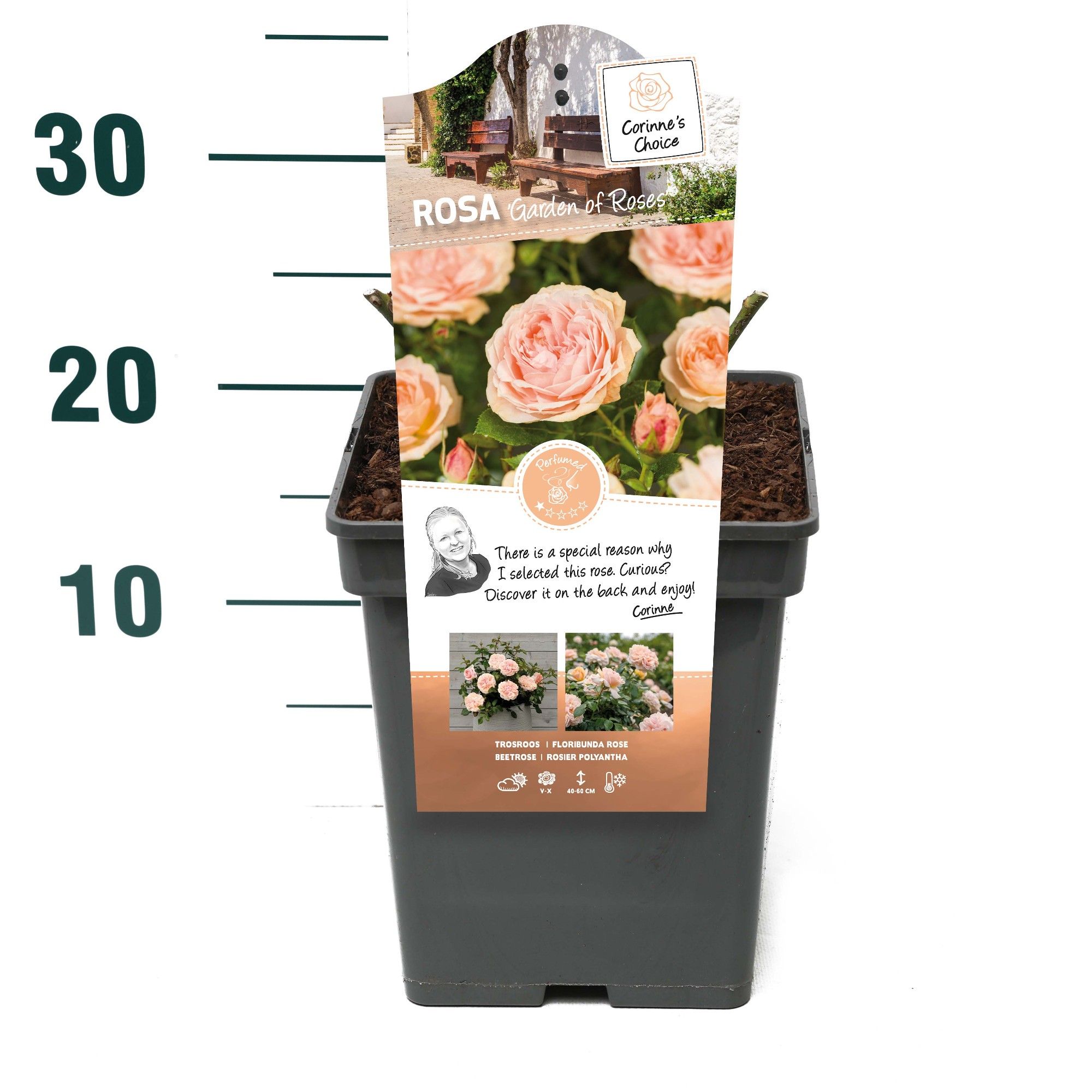 Rosa 'Garden of Roses' - Struik - VP5 - Categorie 3, D 23