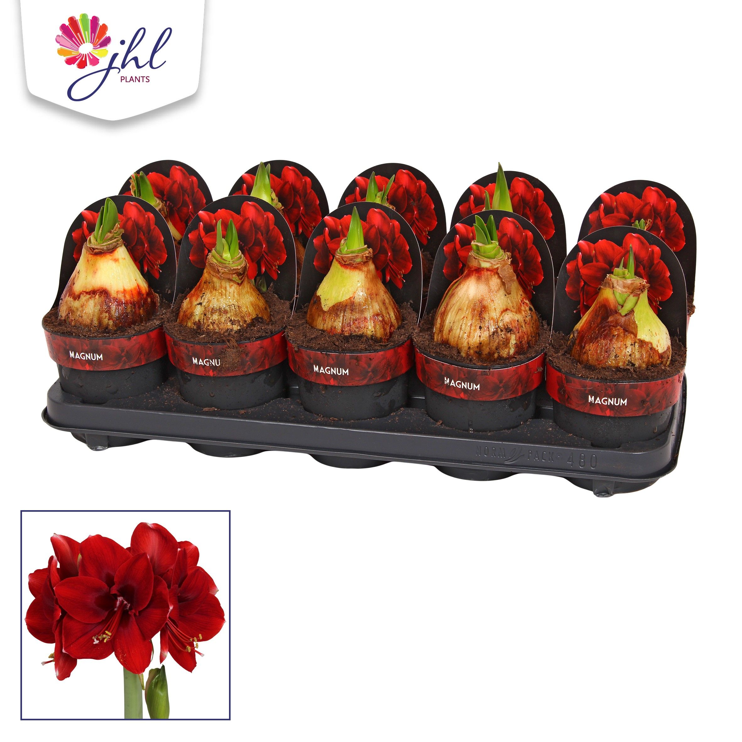 Amaryllis Magnum, D 12 cm Amaryllis Magnum, D 12 cm