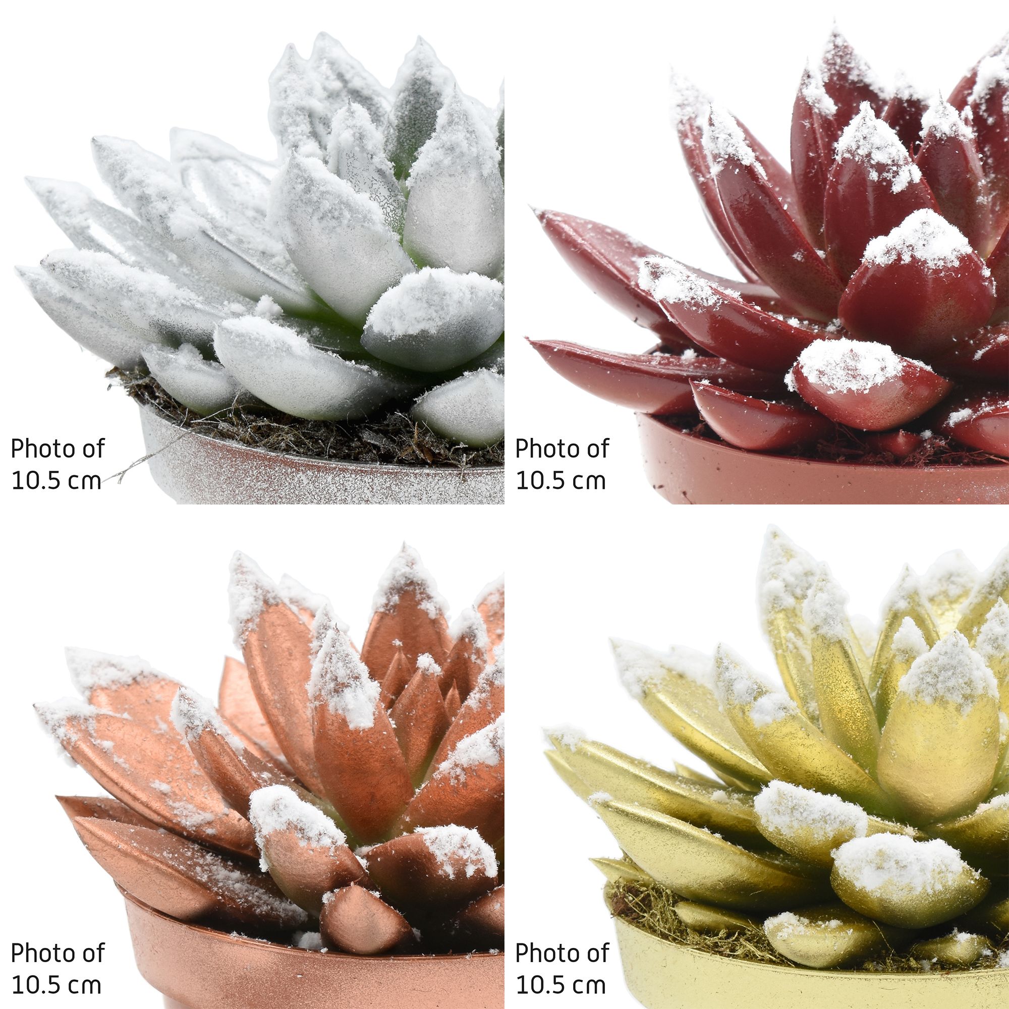 Miranda coloured Xmas mix + snow, D 8,5