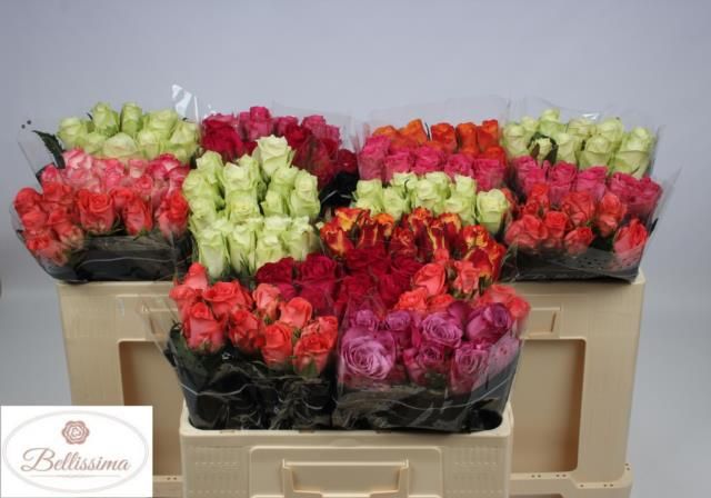 Роза од. Микс в баке 50, шт.