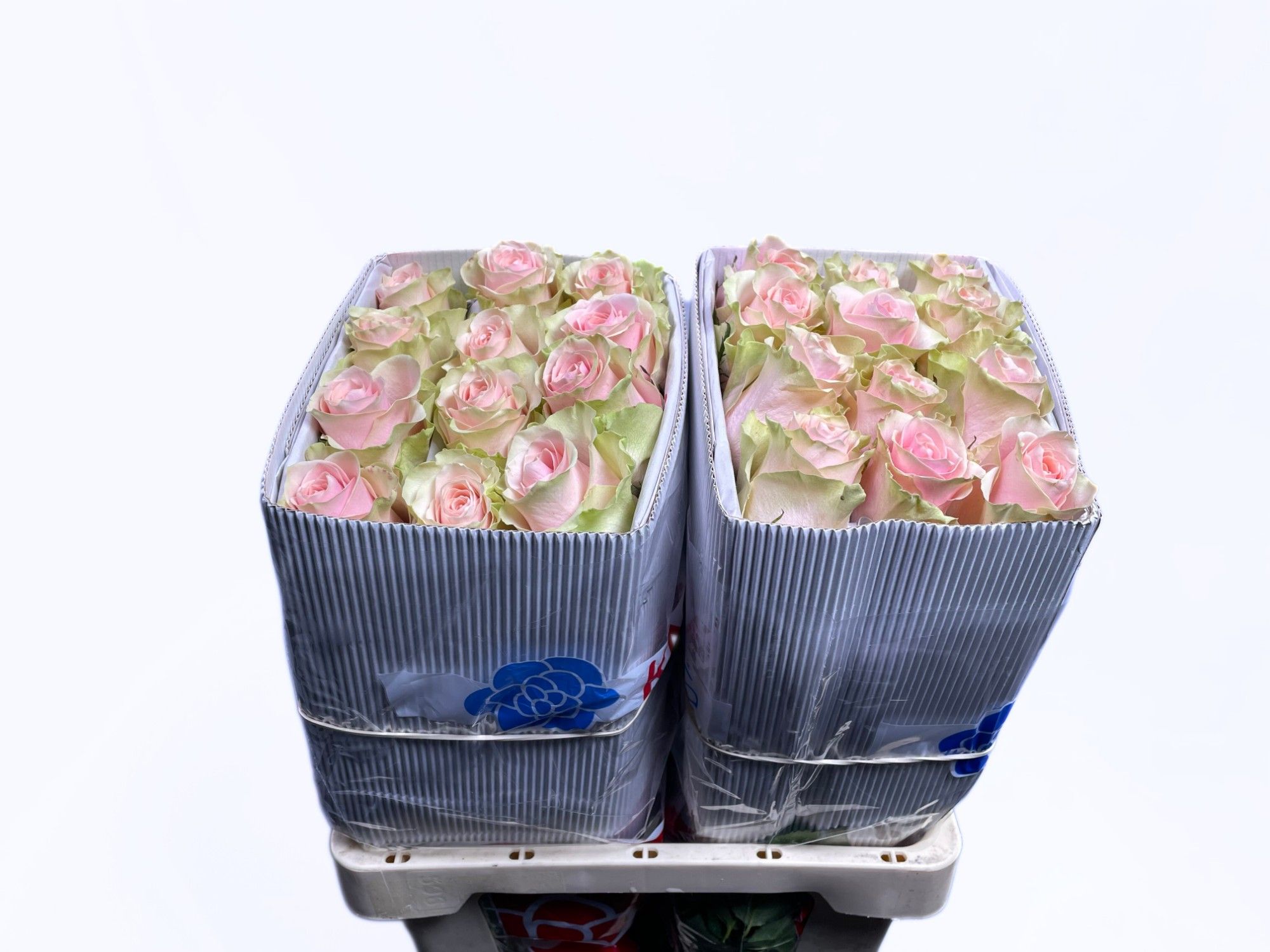 Роза од. Фруттето 60, шт.