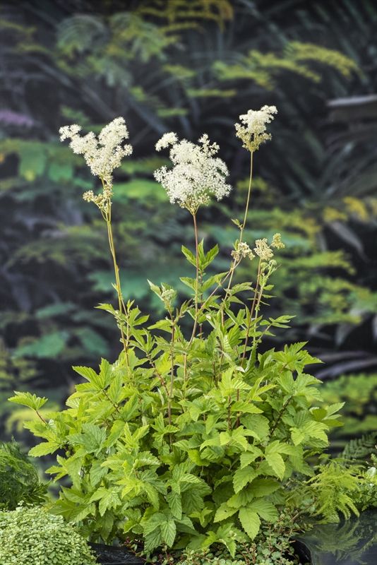 Filipendula ulmaria, D 9