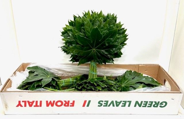 Аралия Японика (лист) 50, шт.