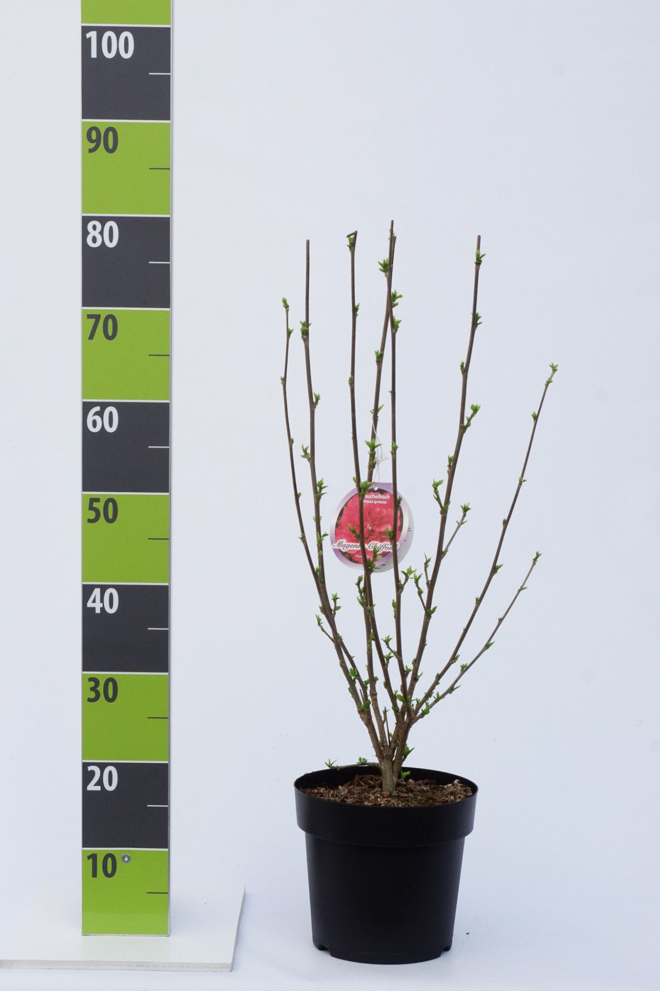 Hibiscus syr. 'Magenta Chiffon' (R) C 4,6, D 23