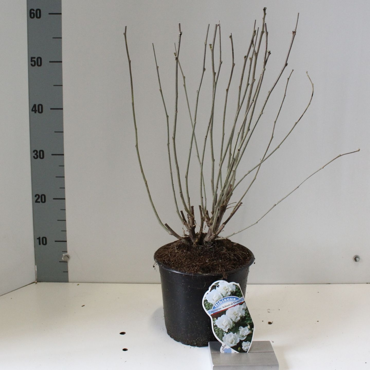 Hibiscus syr. 'Admiral Dewey', D 19