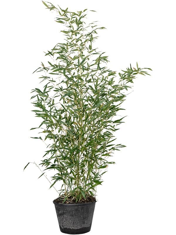 Phyllostachys bissetii, D 28