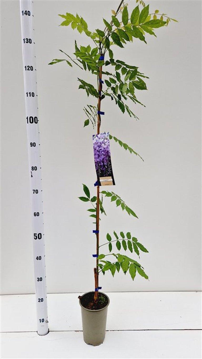 Wisteria sinensis 'Prolific', D 14 cm Wisteria sinensis 'Prolific', D 14 cm