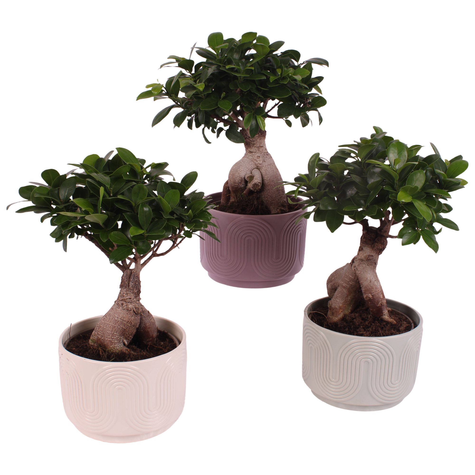 Ficus m. Ginseng Ball Shape Ø15cm in Ø17cm Ceramic SE571, D 17