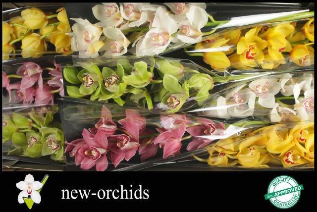 Цимбидиум Микс x9 60, шт.