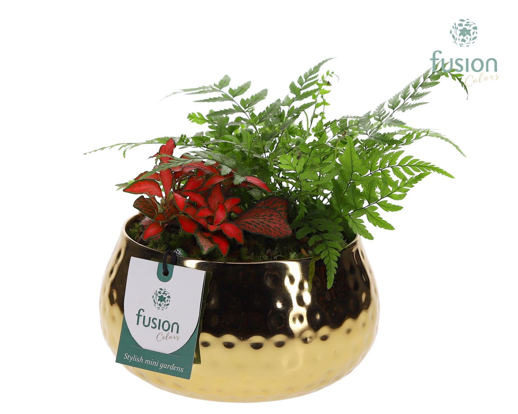 Schaal Indian metaal goud met Arrangement, D 15