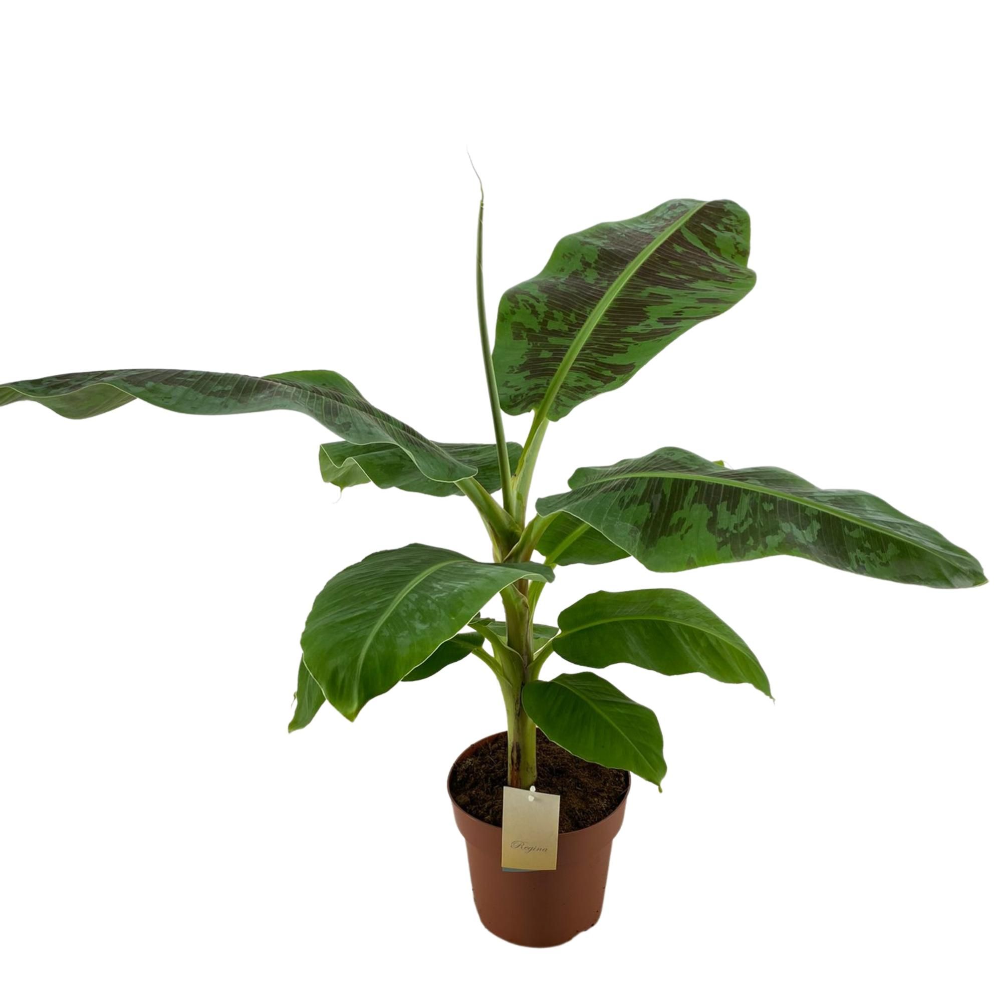 Musa Dwarf Cavendish p21, D 21