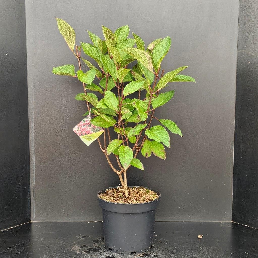 Hydrangea paniculata Pinky Winky, D 26 cm