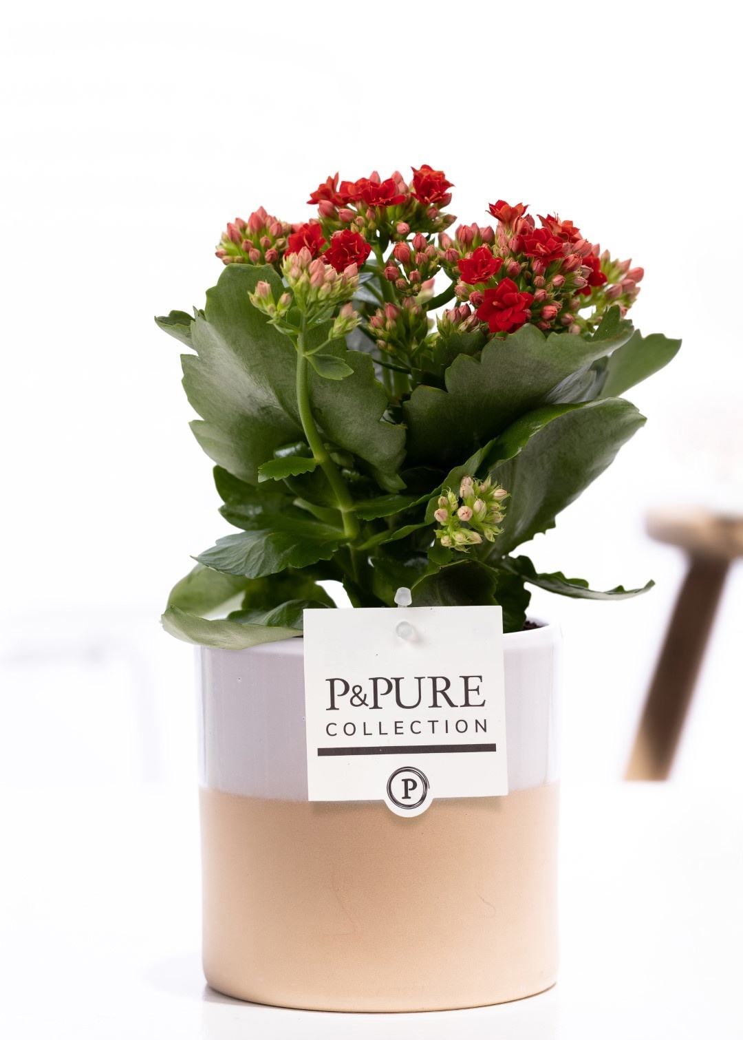 Kalanchoe red in P&PURE Tess 2 ceramics white, D 12