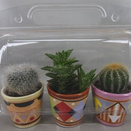 283 Trioblister picasopot cac 6,5 cm, D 8