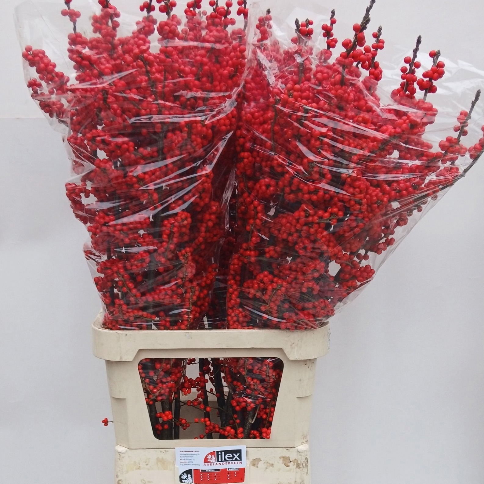 Илекс Красные ягоды 100, шт.