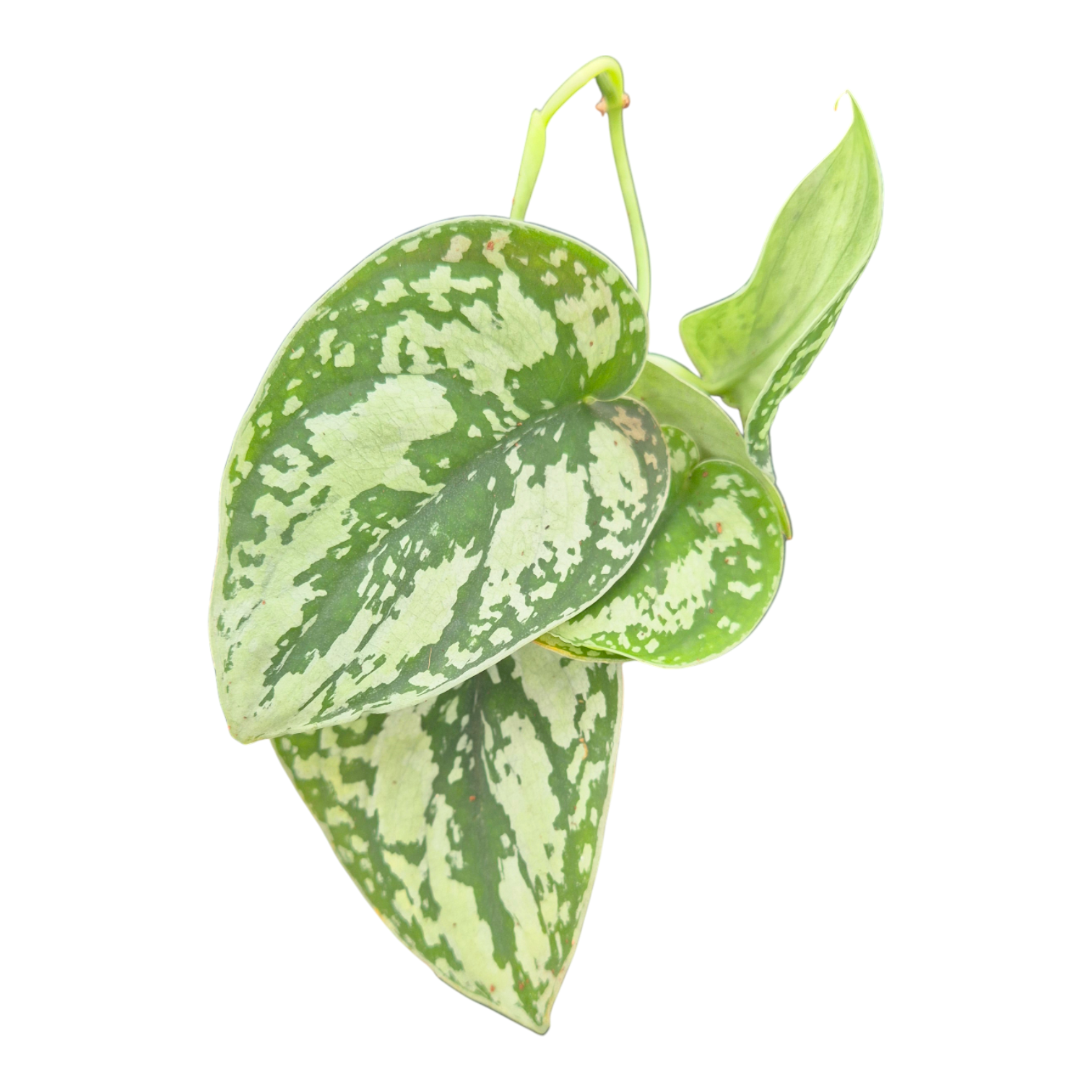 Scindapsus Shimmering Silver, D 7