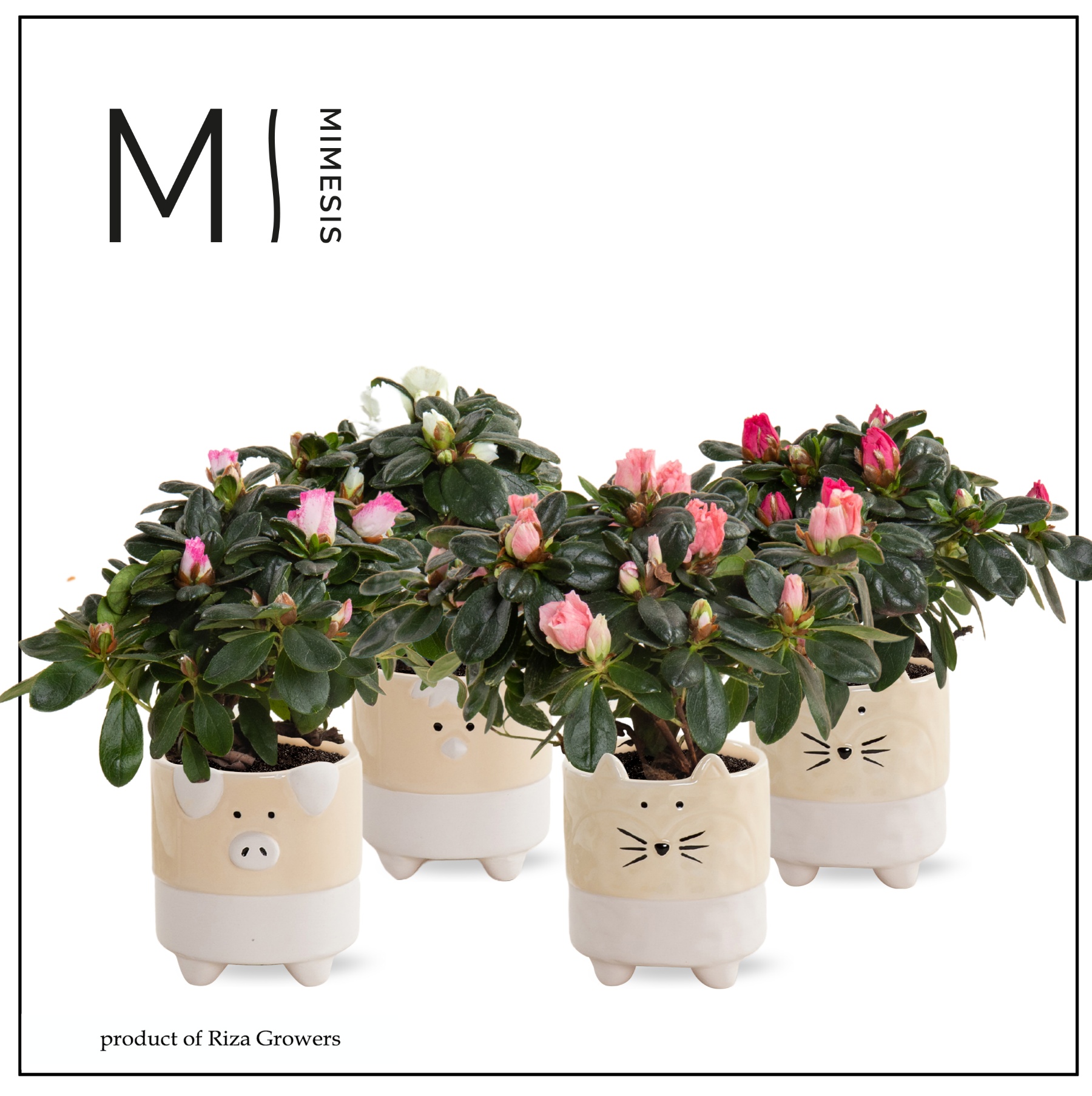 Azalea Mix - 9 cm in Tommy - Nature Love, D 9