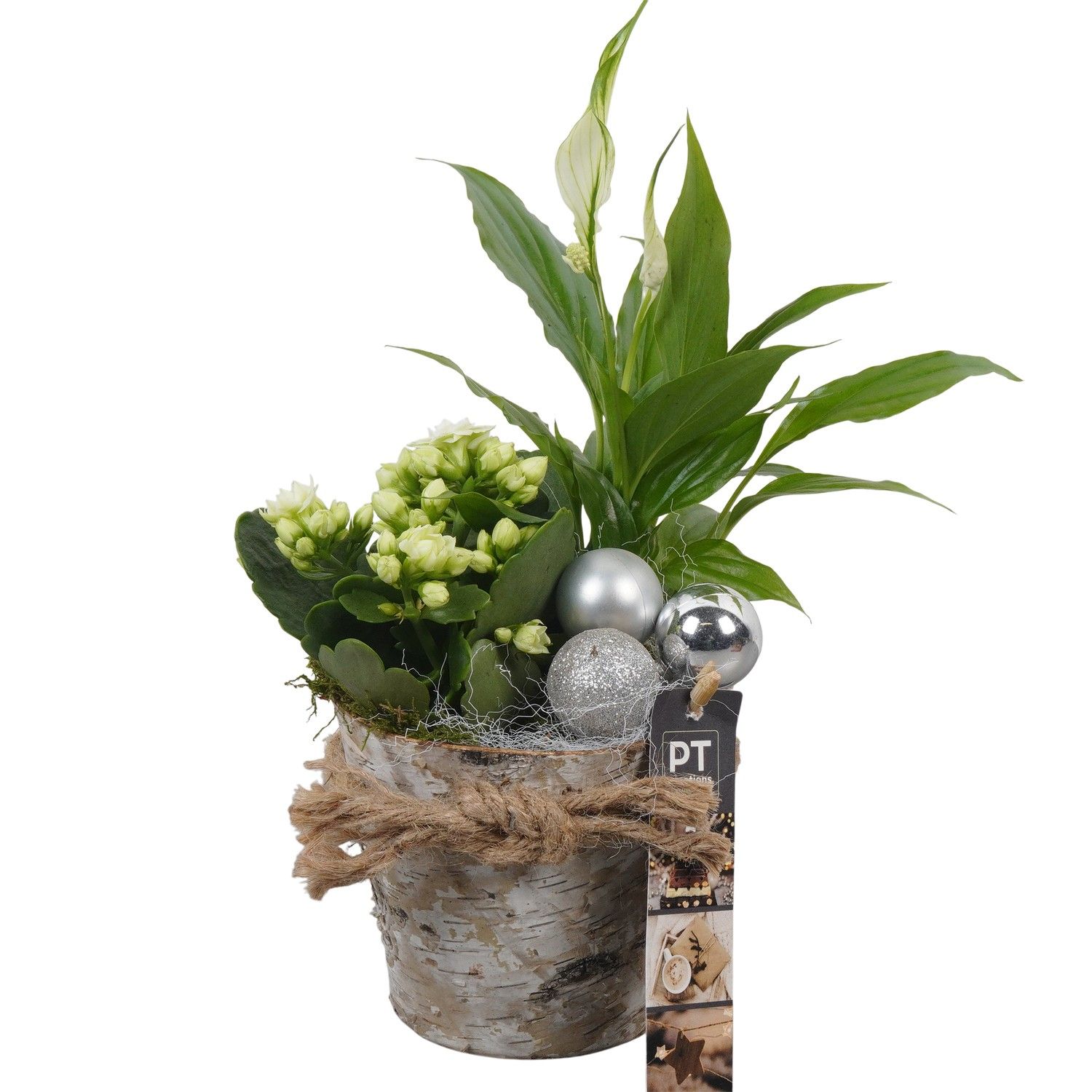 PTCHW4325 Arrangement Christmas White in houten pot, D 11 cm