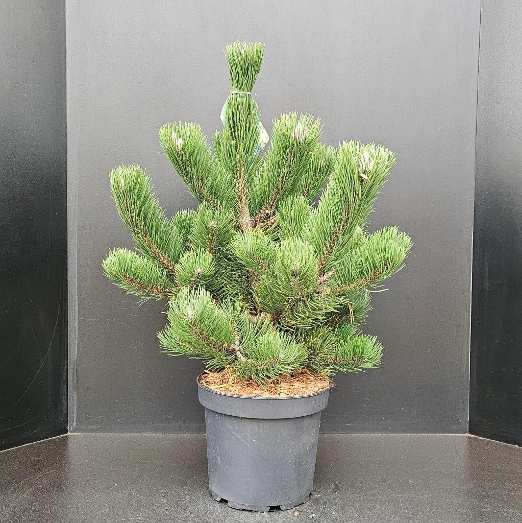 Pinus nigra Oregon Green, D 26