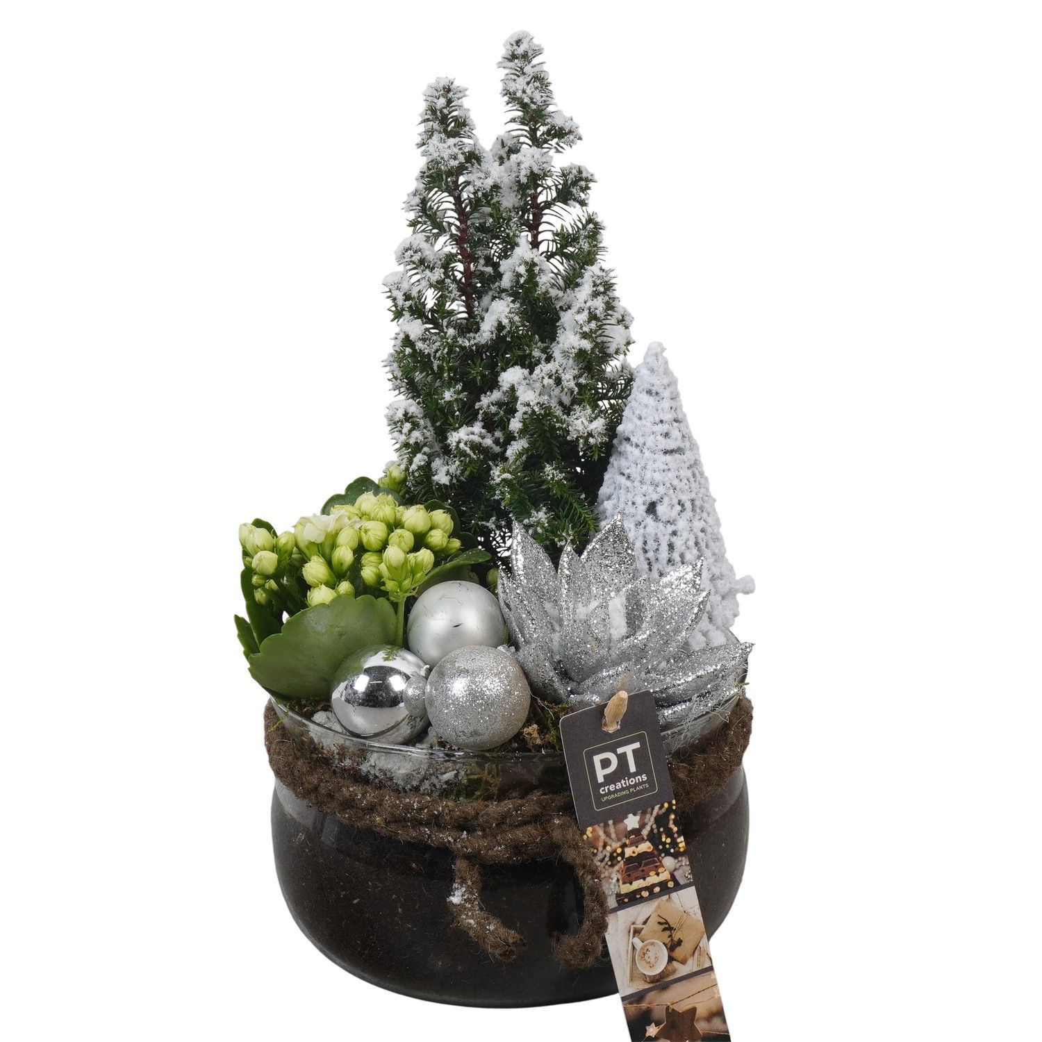 PTCHW4371 Arrangement Christmas White in glas schaal, D 16 cm