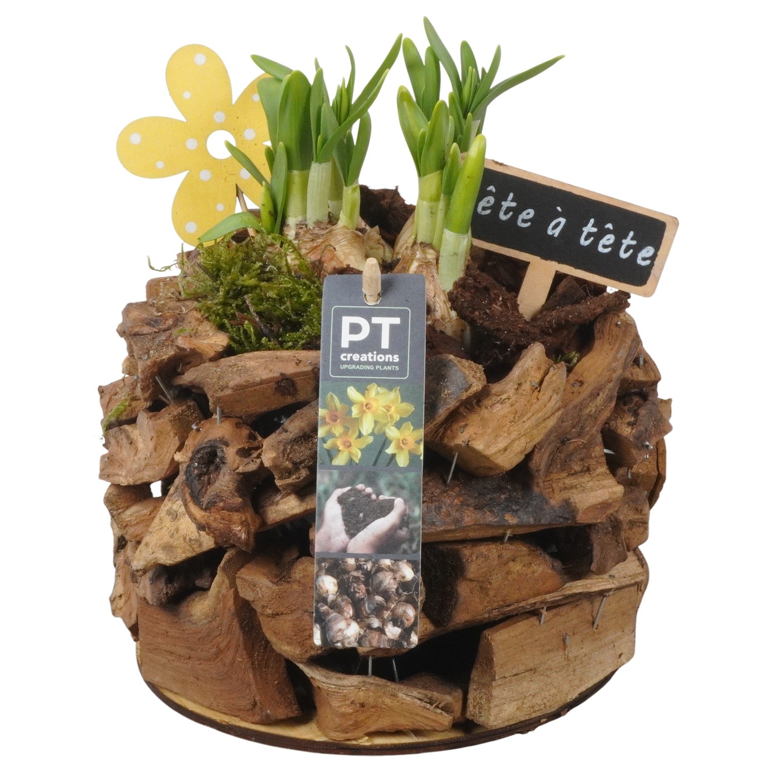 PTN8690 Arrangement Narcissus in houten bak, D 17