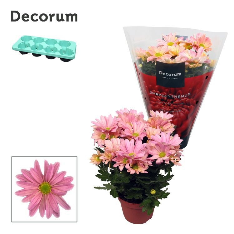 Chrysanne® Margarita Pink, D 13