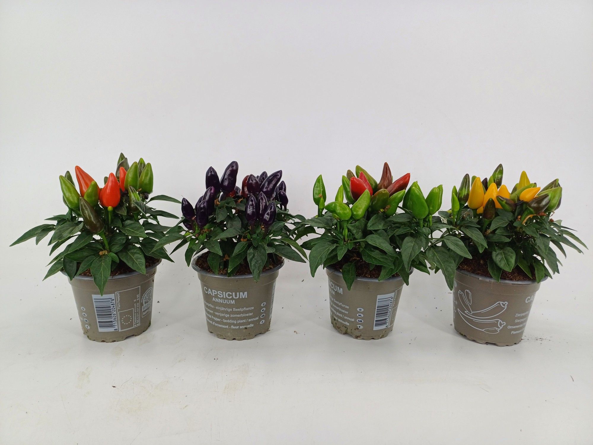 Capsicum salsamix 9cm, D 9