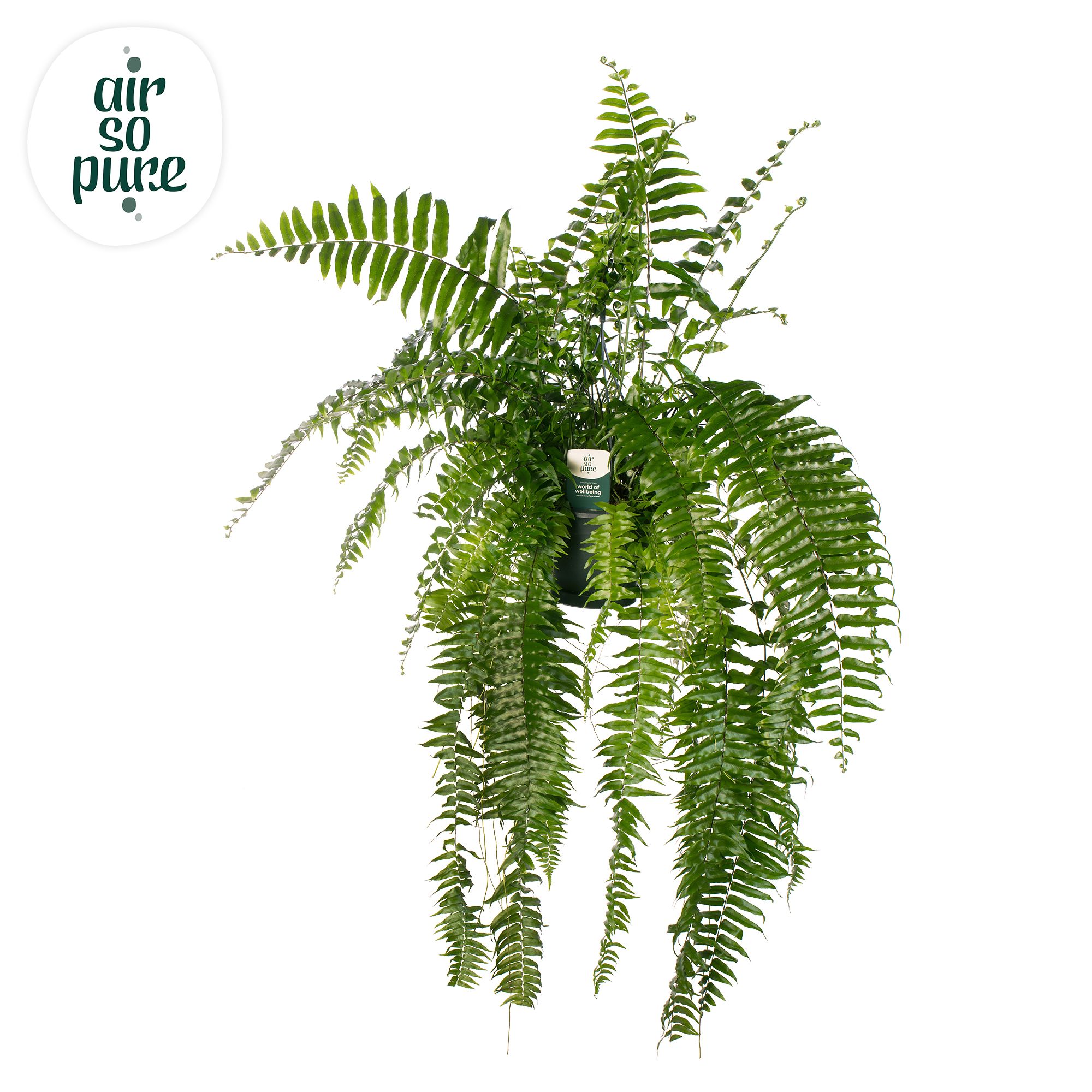 Nephrolepis Macho - Air So Pure, D 20 cm Nephrolepis Macho - Air So Pure, D 20 cm