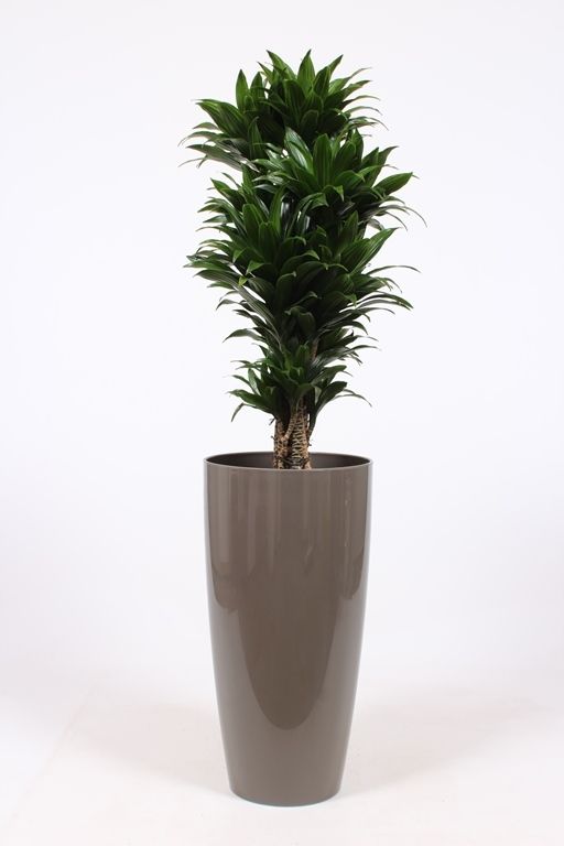 Dracaena Compacta in Santorini pot "taupe", D 33