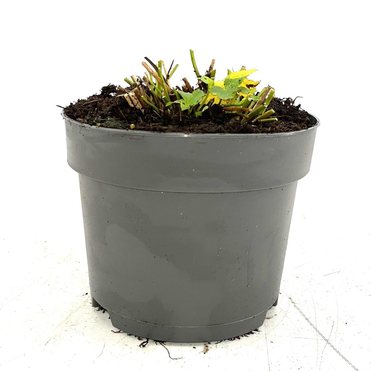 Astrantia 'Buckland', D 17