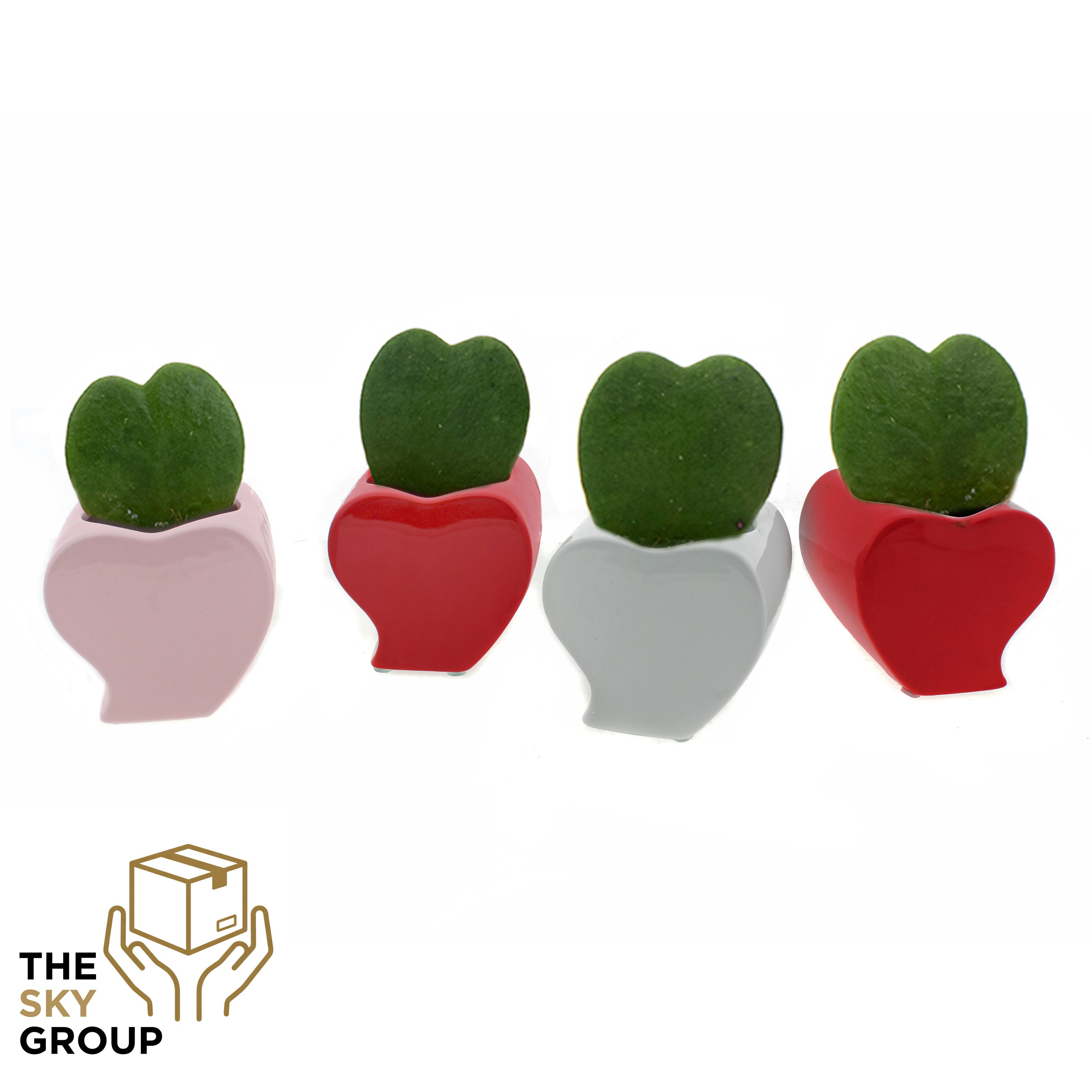 Hoya kerii 6 cm in hartvorm keramiek, D 8