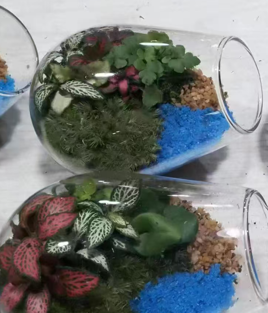 Фиттония албивенис Флоатинг Боттле 10 14