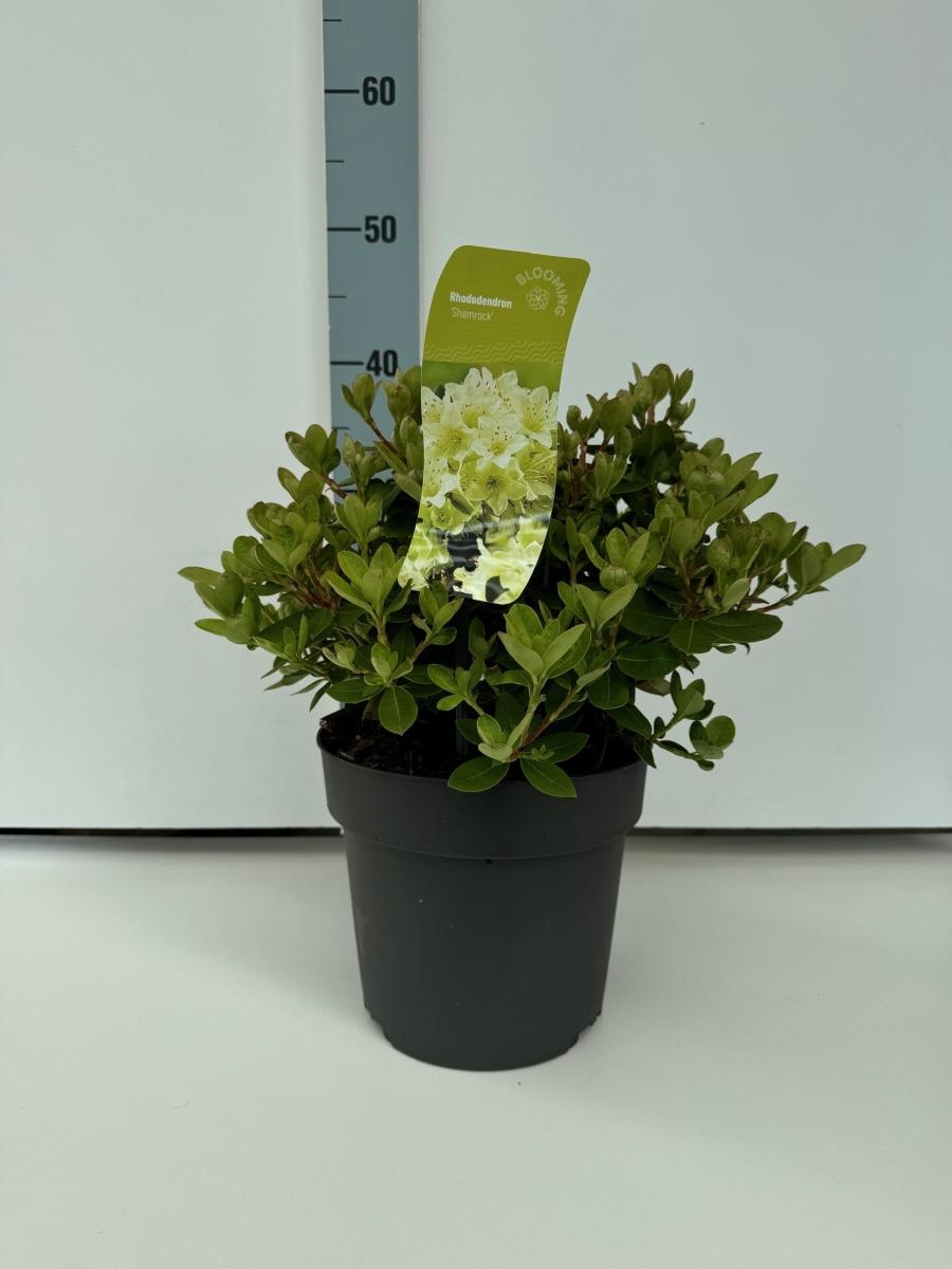Rhododendron 'Shamrock', D 21