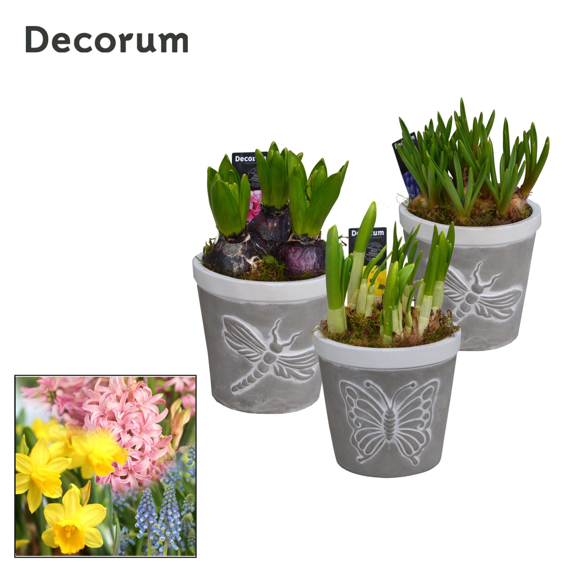 Bollenmix Flying Nature HL15383B, D 13