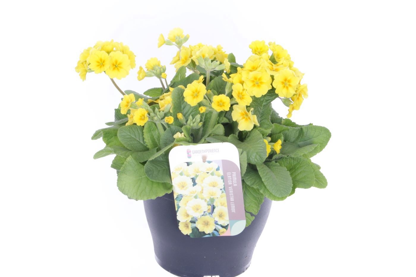 Primula elatior Veristar Yellow, D 23