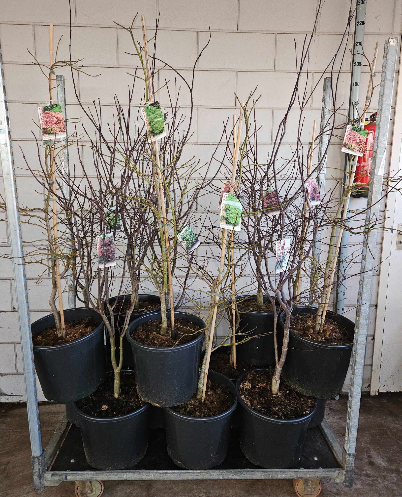 Acer palmatum Mix C20/36cm, D 36