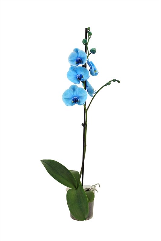 Phal I am Blue 1T09+, D 12