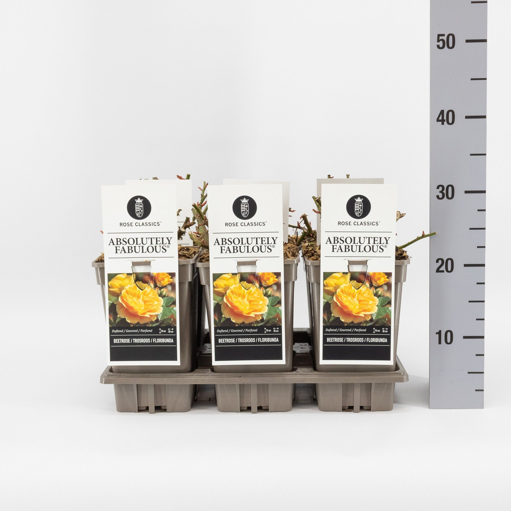 Rosa (F) Absolutely Fabulous ®, C3, D 17