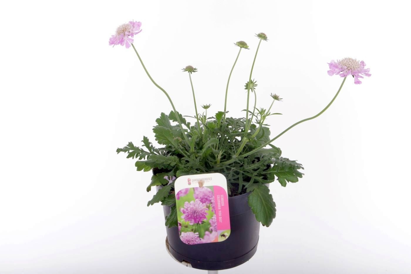 Scabiosa columbaria Pink Mist, D 17