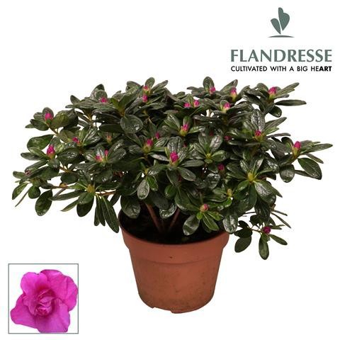 Azalea Flandresse® 'paars' 22 - 25 cm, D 12