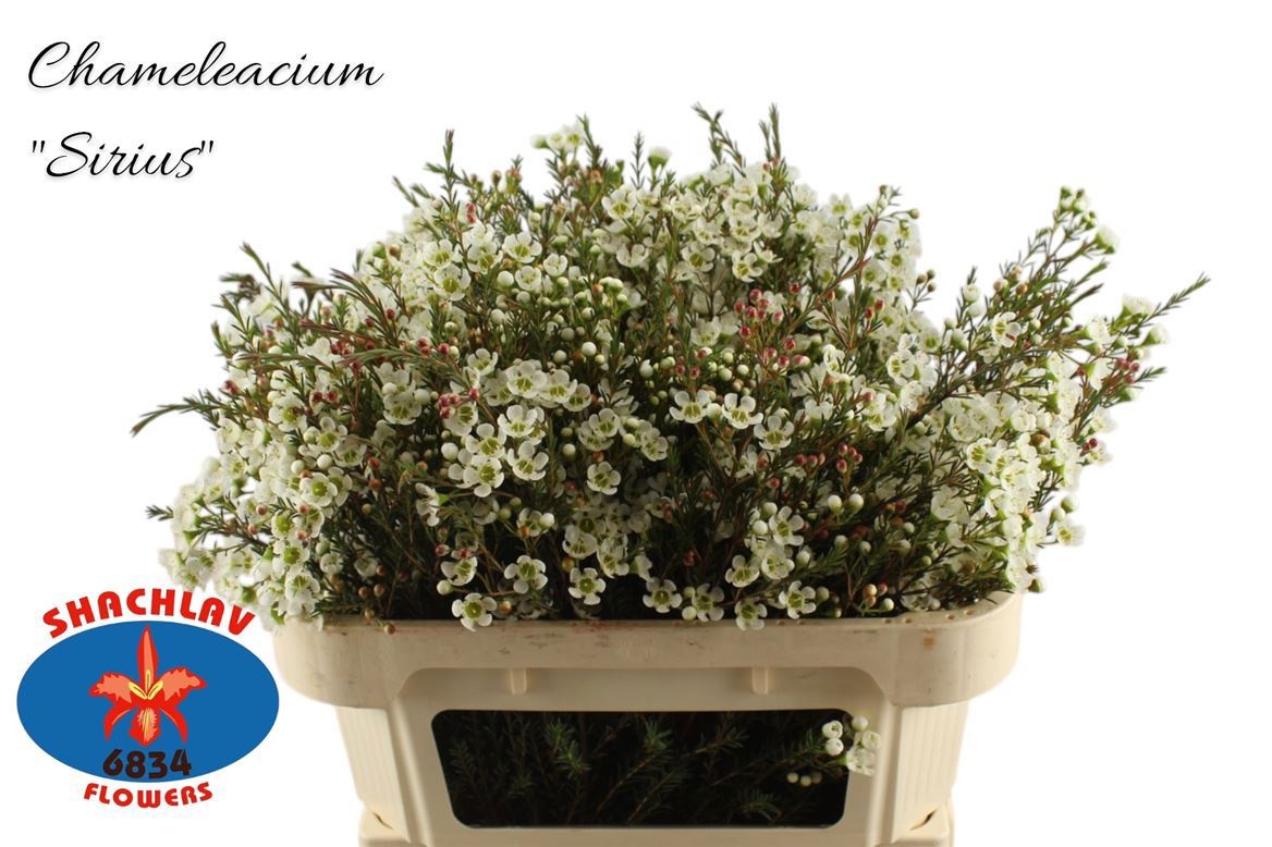 Шамелациум Сириус 80, шт.