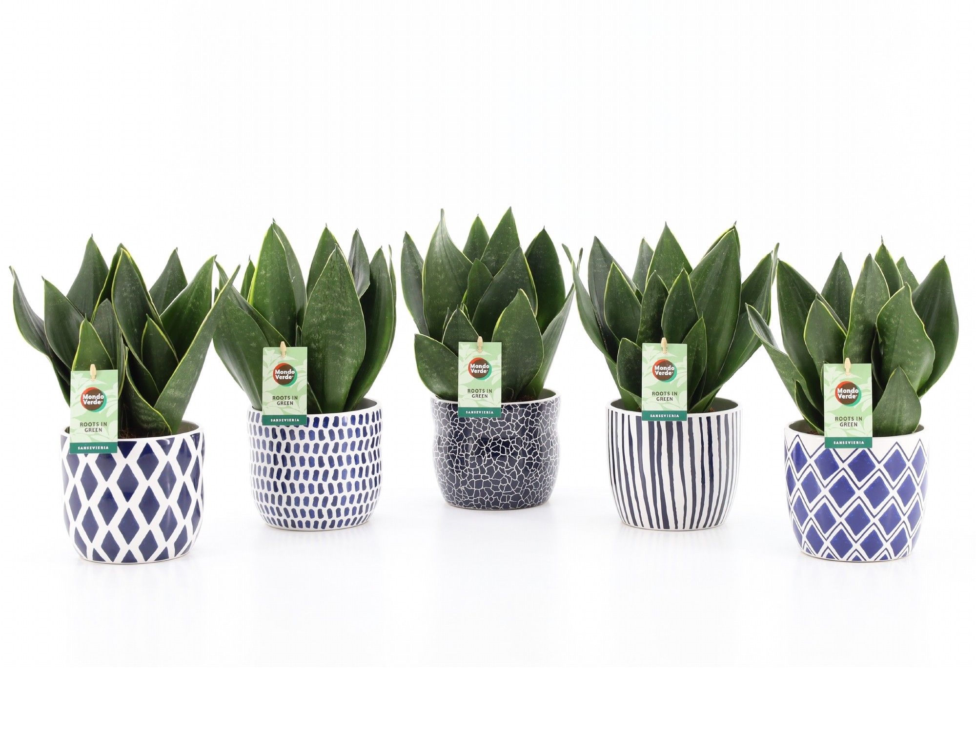 Sansevieria Black Diamond in Delft Blue keramiek, D 13