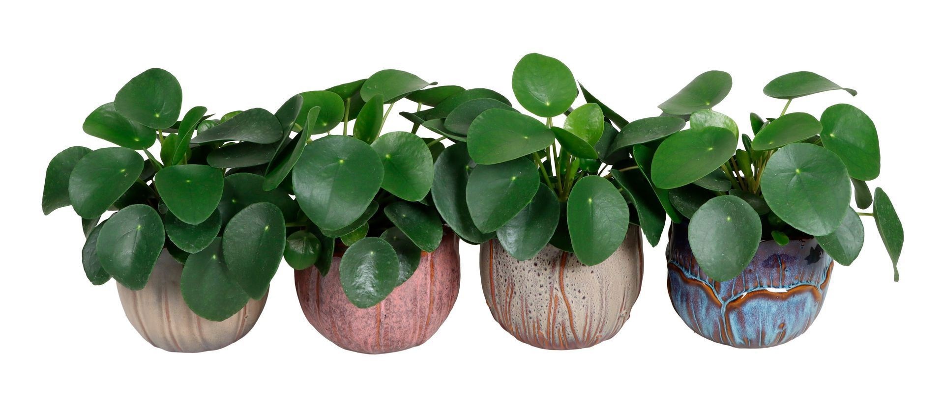 L 67223 With Pilea Peperomides 12 cm, D 12