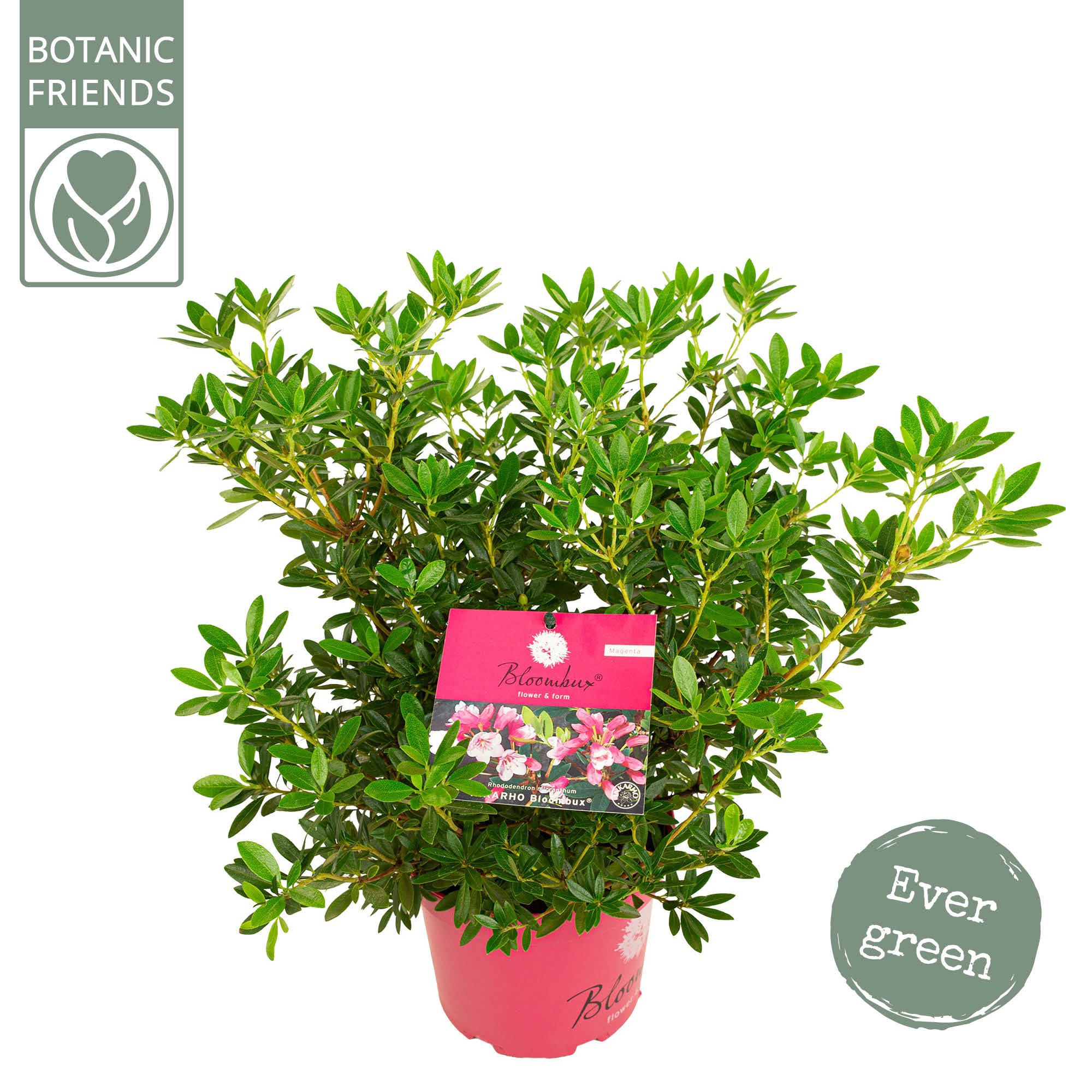 Rhododendron 'Bloombux' Magenta, D 17