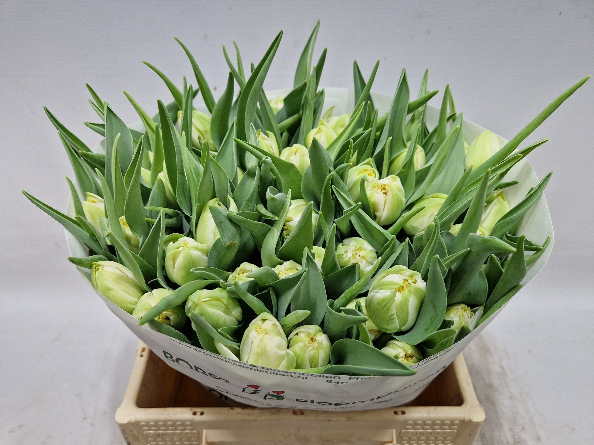 Тюльпан дв. Норзкэп, шт.