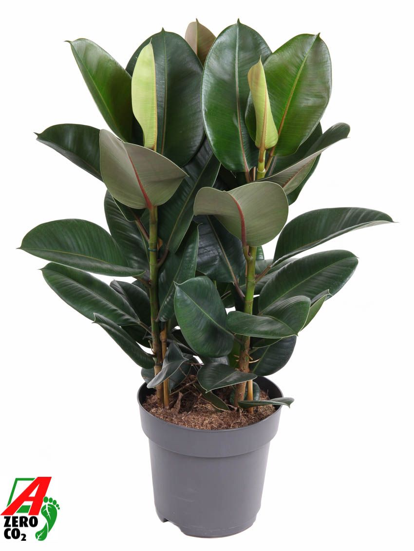 Ficus Elastica Robusta 3PP P27, D 27