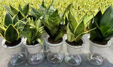 Сансевиерия Лазй Пот Гидропоник Тайгер Скин Орхидея Микс 12 22